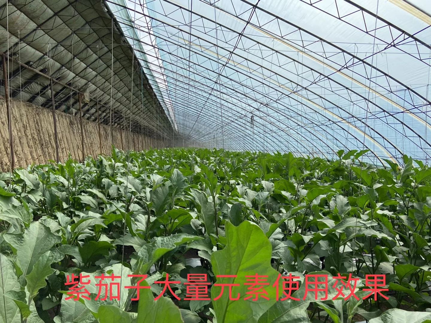 立杉水溶肥的效果怎么样？看看在茄子上效果反馈