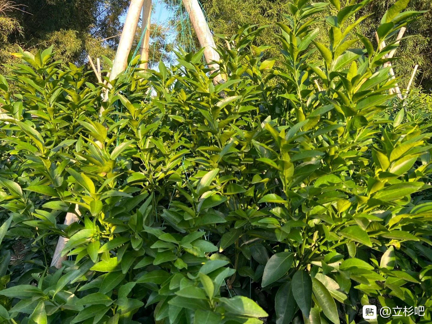 上海立杉炭基肥的效果好吗？大家看看在柑橘上的效果